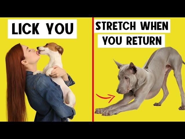 15 Weird Dog Behaviors Explained 