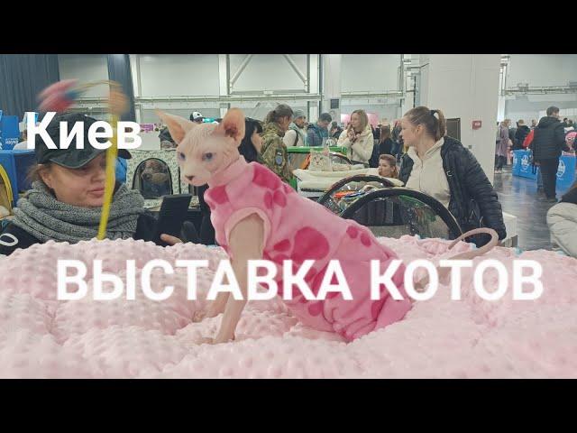 КИЕВ.ВЫСТАВКА КОТОВ - любуемся, мурчим, играем‍⬛#выставкакошек #cat