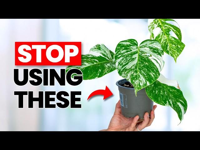 Change This One Thing And Your Plants Will THRIVE