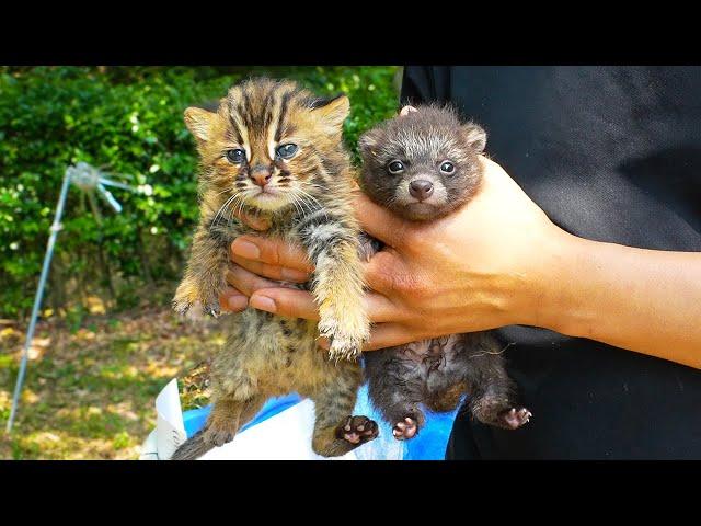 Baby Leopard Cats and Raccoon Dogs are just too cute! A Day at the Wildlife Rescue Center