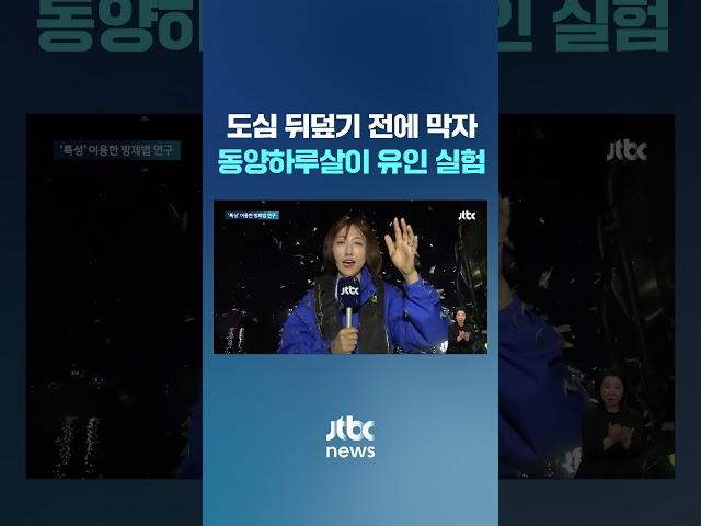 도심 뒤덮기 전에 막자…동양하루살이 '불빛 유인' 실험해보니 #JTBC #Shorts