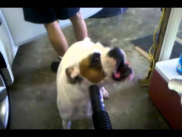 Boxer vs. Vaccum cleaner