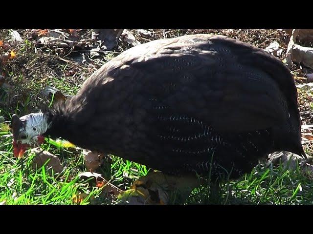 Morka／morkača／misirka／ćubasta biserka│Guineafowl／Pet Speckled Hens／Original Fowl│Beo zoo vrt 180