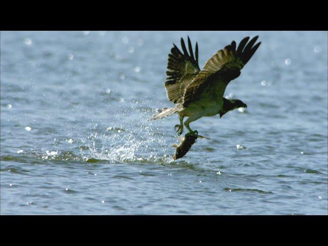 An osprey fishing in slow motion/숭어를 사냥하는 물수리 #osprey