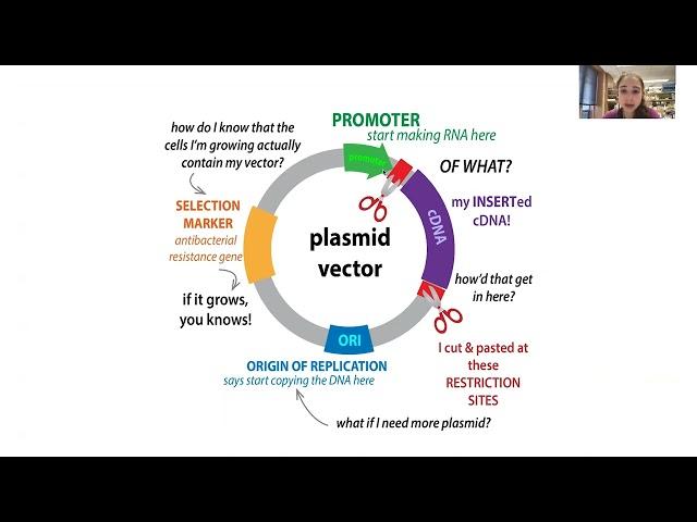 Molecular cloning overview - techniques & workflow