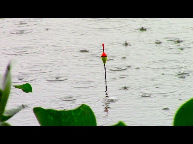 Fishing for Giant Tilapia on the Gia River on a Stormy Day