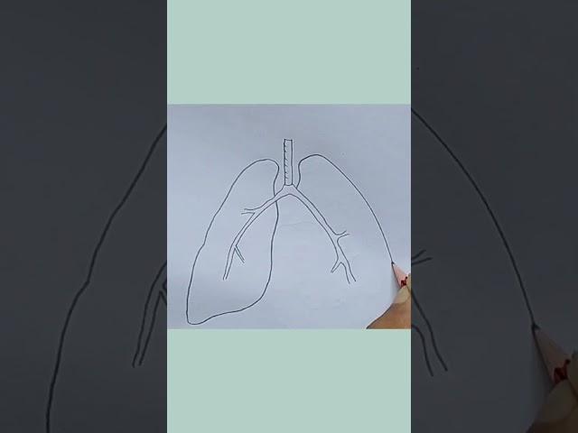 How To Draw Human Lung Easily Step By Step//Lung Diagram//Human Lung Diagram #shorts #sciencediagram
