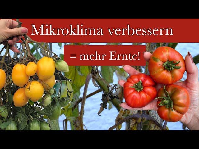 Mehr Ernte & gesündere Pflanzen - So wichtig ist das richtige Mikroklima für deinen Garten!