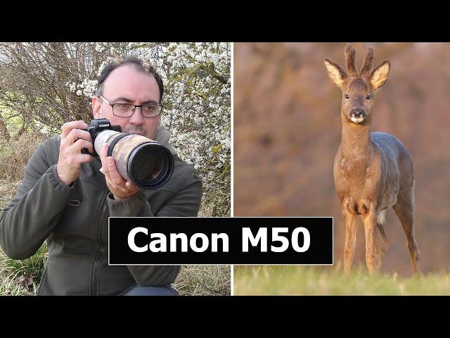 Using the Canon EOS M50 Mirrorless Camera to Photograph Roe Deer