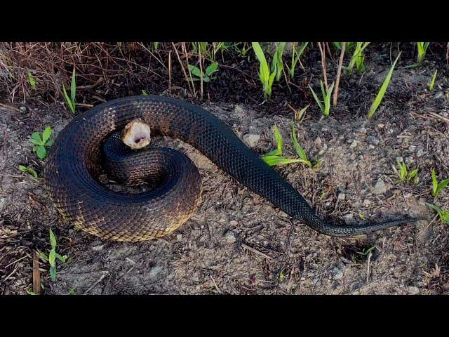 DoD PARC Species Profile Video Series: Episode 1-Cottonmouths