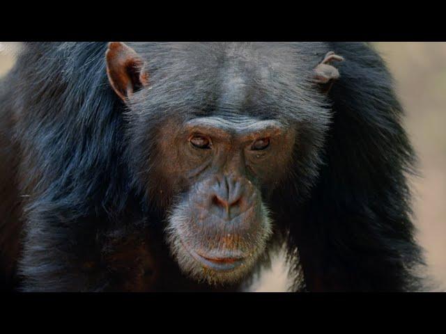 Alpha Chimp Seeks Allies as Tensions Rise | Dynasties | BBC Earth