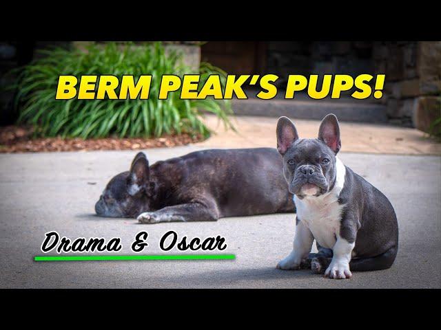 A day in the life of Berm Peak’s French Bulldogs, Drama & Oscar