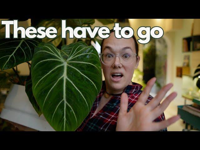 All my Philodendron with care tips | Plant with Roos