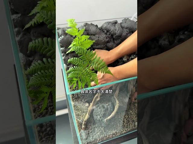 把一场雨收藏起来摆到桌面，会下雨的小鱼缸，制作不难~