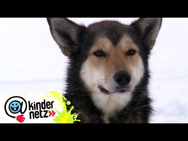 Wie unterscheiden sich Huskys von anderen Hunden? | OLI's Wilde Welt | SWR Kindernetz