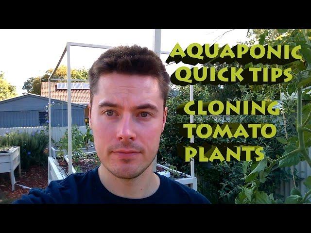 Aquaponic Quick Tips: Cloning Tomato Plants