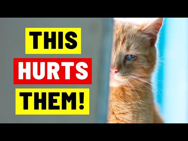 These Everyday Things HURT Your Cat's Feelings!