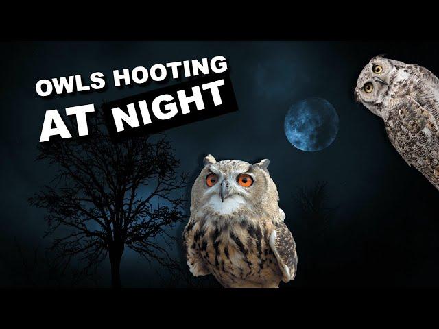 Owls hooting at night. 8 hours of owl sounds *hoot* *hoot*