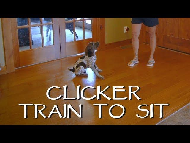 Clicker Train Your Puppy To Sit - Part 1 - Upland Bird Dog Training