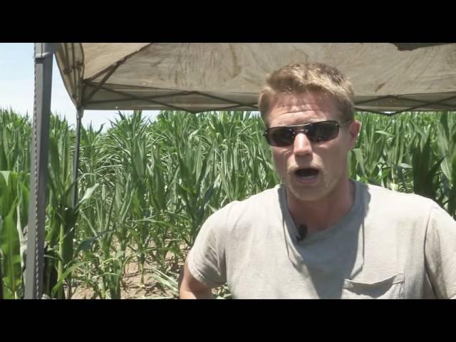 Ancient Village Found in Central Illinois Corn Field