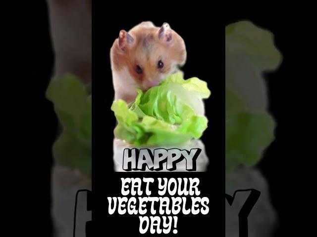 Watch What Happens When Hamsters Try to Eat Healthy!