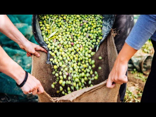 Come e quando raccogliere le olive