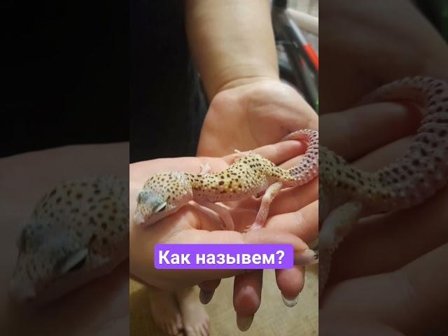 #эублефар