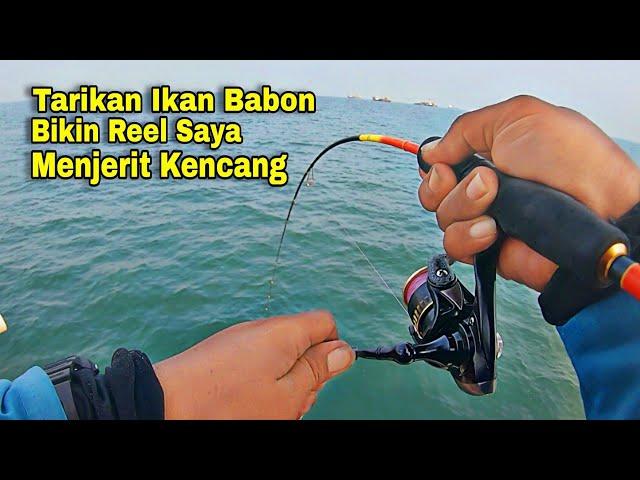 AUTO REMUK...‼️Reel Saya Dibuat Menjerit Kencang Gara-gara Tarikan Ikan Babon-babon Disini