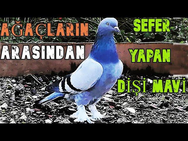 AĞAÇLARIN ARASINDAN SEFER E BAŞLADI!  1. ANTRENMAN SEFERLİ TAKLACI OYUNLU GÜVERCİN VİDEOLARI