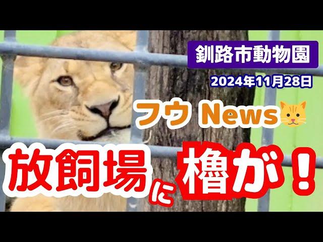 【釧路市動物園】フウ放飼場に櫓が設置‼️怖いけど気になる・・