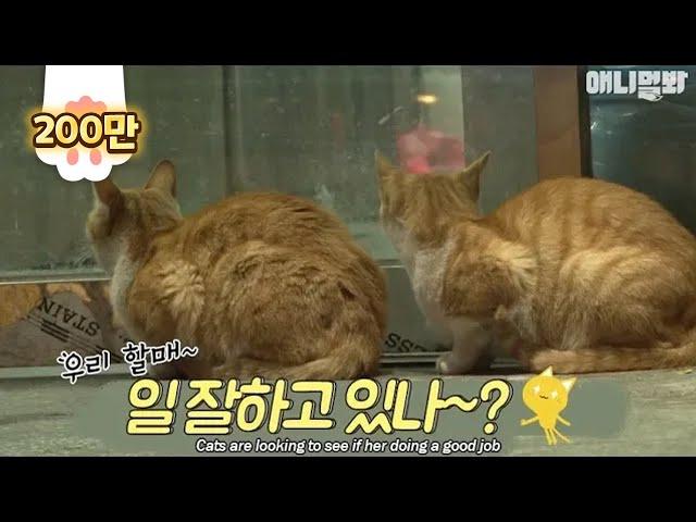 Bodyguard cats protect the restaurant owner all the time