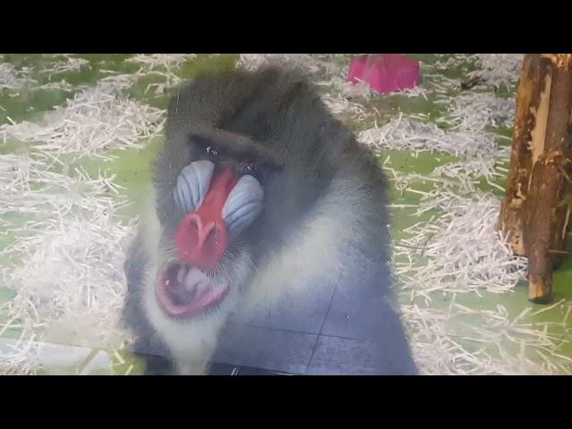 A male of mandrill