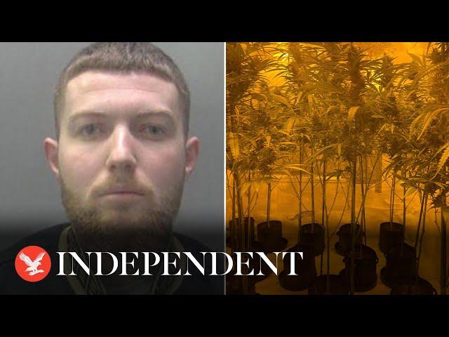 Drug dealer sobs as police raid house and find £173,000 cannabis factory: 'I'm so sorry'