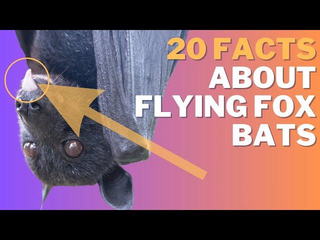 20 Facts About Flying Fox Bats That You Won't Believe!