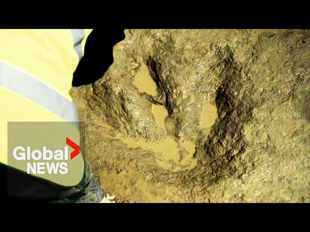 Jurassic highway: Hundreds of dinosaur footprints found in UK quarry