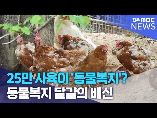 25만 사육이 '동물복지'? 동물복지 달걀의 배신 | 전주MBC 240506 방송