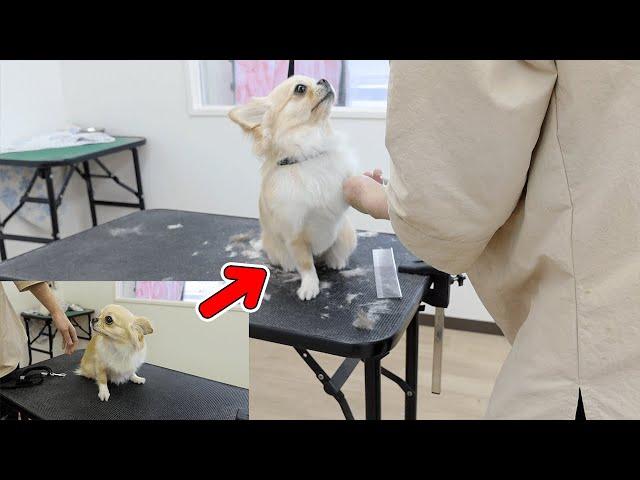 犬（チワワ）が久しぶりのトリミングで震えていたのに一変する姿がこちらです