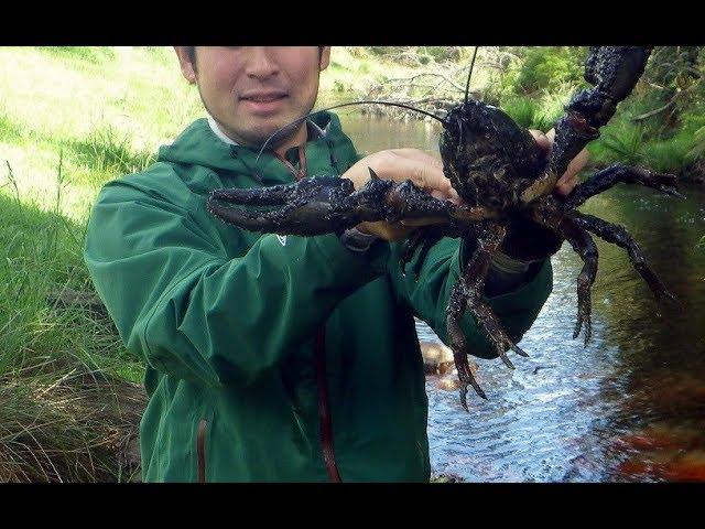 Ловим Огромных Раков Руками. Подводная Охота на Рака