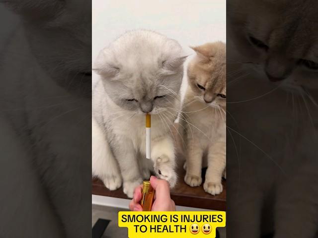 CAT LOVER  cat smoking a cigarette #cat #catlover #pets #petlover