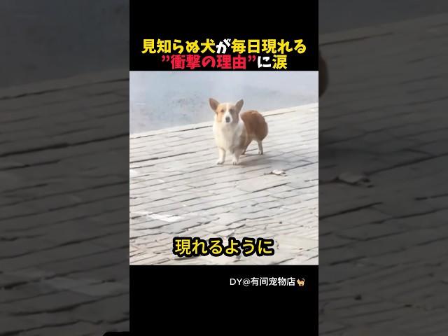 見知らぬ犬の正体