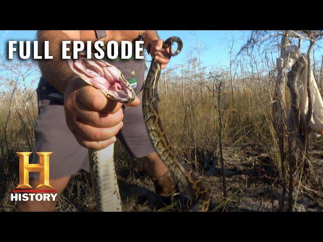 Giant Anacondas Overrun the Everglades | Swamp People: Serpent Invasion | Full Episode | History