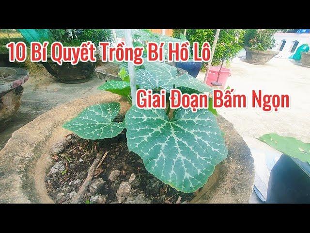 10 Bí Quyết Bấm Ngọn Bí Hồ Lô – Giúp Cây Sai Quả, Nhanh Thu Hoạch