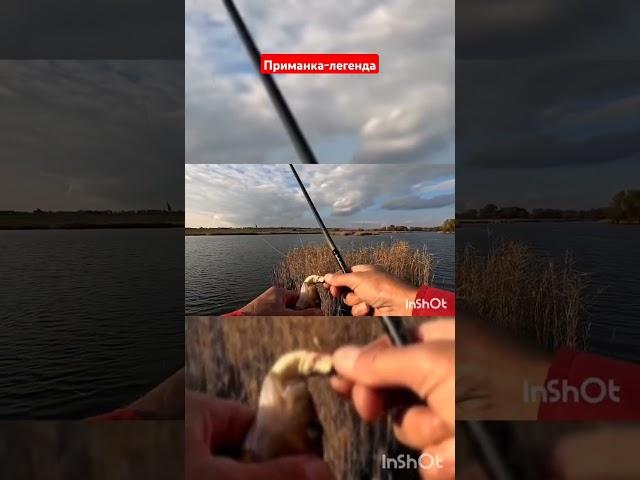 Окунь #fishing #carpfishing #рибалка #риболовля #риболов