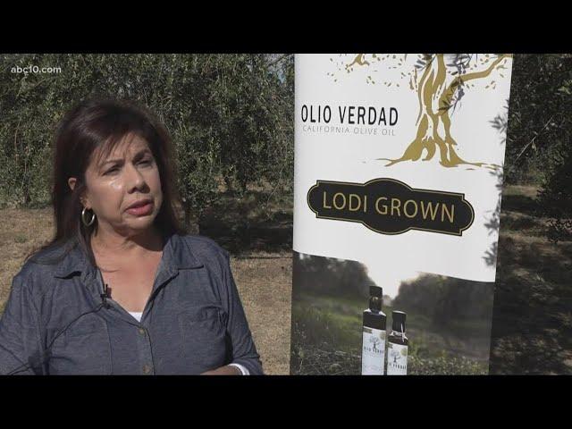 Lodi family with 300 olive trees in backyard start olive oil business