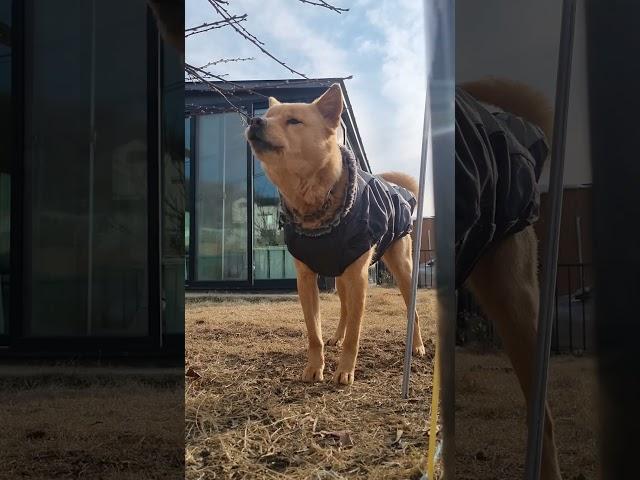 울동네방범견,반가운중에도낯선사람견제한다!