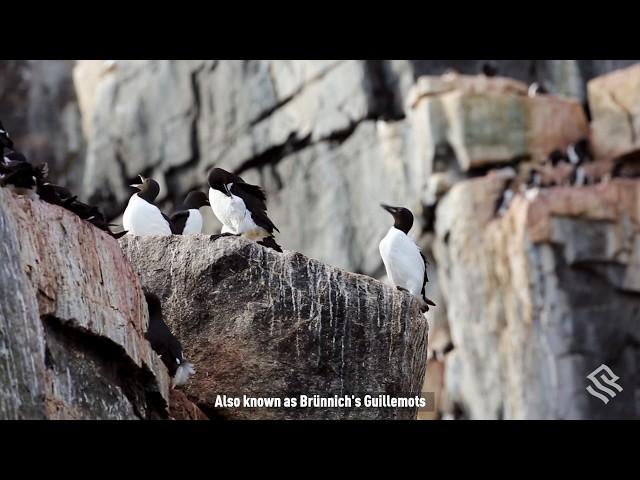 Thick-billed Murres on the Alkefjellet Cliffs, Svalbard