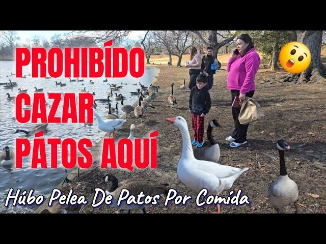 FUÍMOS A DARLE COMÍDA A LOS PATOS AL PARQUENo Esperabamos Esta Pelea Por Comída/Maymont Park