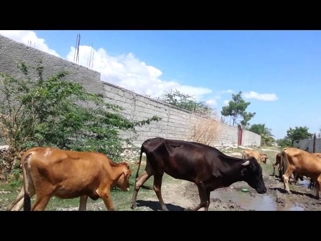 Haitian Cows