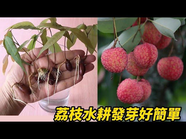 荔枝水耕發芽好簡單 | Hydroponic lychee germination is easy