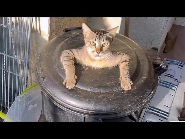  FUNNIEST Pet Bloopers | Dog and Cat Videos